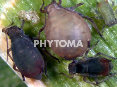 Aphididae 